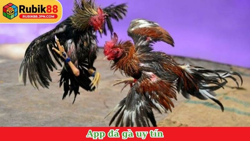 App đá gà uy tín