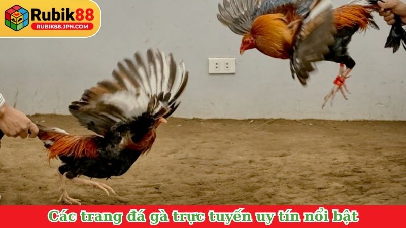 Các trang đá gà trực tuyến uy tín nổi bật